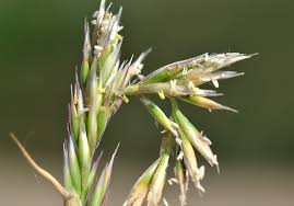 Image result for Centropodia