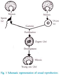 Reproduction In Animals Asexual And Sexual With Diagram