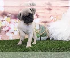 We are perceived as a prime choice for above mentioned puppies. View Ad Pug Puppy For Sale Near Georgia Marietta Usa Adn 211446