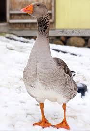 Toulouse geese are a french goose that was improved upon by the english. Raising Toulouse Geese Angie The Freckled Rose Farm Animals Pet Birds Animals