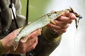 Pike is typical fresh waters predator of the northern hemisphere, grows to a relatively large size: Fisherman Holding A Small Northern Pike Esox Lucius Stock Photo Picture And Royalty Free Image Image 57668369