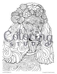 You can search several different ways, depending on what information you have available to enter in the site's search bar. Toy Poodle Coloring Pages Hunterharlansean Coloring