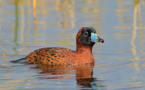 And now, some ducks in nature. Masked Duck Audubon Field Guide