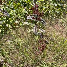 Image result for Eragrostis macrochlamys