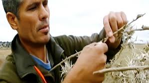 Hunting Trush, Tordo in Lebanon