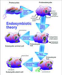 Cells that require a lot of energy, such as muscle. This Figure Illustrates The Endosymbiotic Origin Of Mitochondria And Download Scientific Diagram