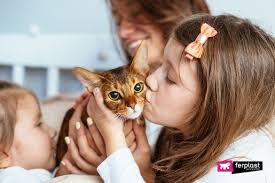 Male cats tend to be more affectionate and females more independent. Better To Adopt A Male Or Female Cat