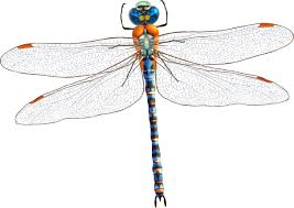 A dragonfly is an insect belonging to the order odonata, infraorder anisoptera (from greek ἄνισος anisos, unequal and πτερόν pteron, wing, because the hindwing is broader than the forewing).adult dragonflies are characterized by large, multifaceted eyes, two pairs of strong, transparent wings, sometimes with coloured patches, and an elongated body. Delightful Dragonfly Early Years Educator