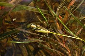 Image result for Potamogeton pusillus
