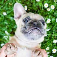French bulldogs for sale in the northwest northwest frenchies frfrench bulldog puppies for sale. French Bulldog Puppies For Sale In Washington State Nw Frenchies