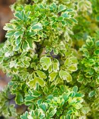 Image result for Polyscias