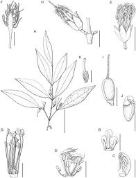 Image result for Cassipourea