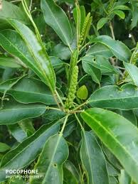 Image result for Sapium