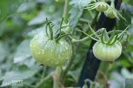 Vinegar can be beneficial for tomato plants. Tomato Growing Secrets For Big Yields And Healthy Plants