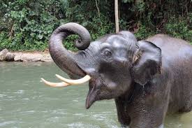 See more ideas about elephant it is no mystery to figure out why it is believed an elephant skull started the cyclops myth. Elephants In Mythology Southern Thailand Elephant Foundation