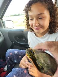 Painted turtles Lockport 9/27/25 अম Jen Carusi 20265