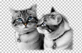 Maybe you would like to learn more about one of these? British Shorthair Kitten American Shorthair American Wirehair Malayan Cat Png Clipart American Wirehair Animal Asian Black