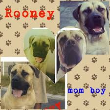R 3 500 6+ ms. Boerboels Cape Town Posts Facebook