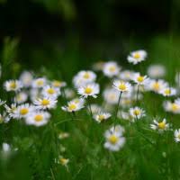 Margaret Amy Koning Obituary (1973
