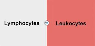 May 08, 2018 · all white blood cells are produced and derived from multipotent cells in the bone marrow known as hematopoietic stem cells. Difference Between Lymphocytes And Leukocytes With Table