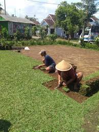 Namun perlu diketahui bahwa harga rumput gajah mini di kios tanaman hias lebih mahal jika dibandingkan di tingkat. Jual Rumput Gajah Mini Di Madiun Jual Rumput Jepang Di Madiun Jual Rumput Golf Di Madiun Tahun 2021 Rumput Taman Malang