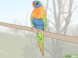 Prevents people above or below a certain age from access to a target. 3 Ways To Identify Parrots Wikihow