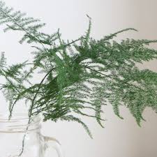 生花】南原農園 アスパラ プルモーサスナナス 50cm ショート 【早締切-71】 - 花材通販はなどんやアソシエ