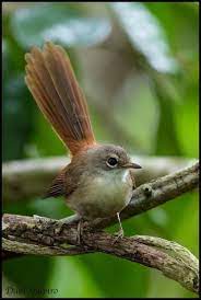 Long Tailed Fantail Rhipidura Opistherythra Endemic To The Tanimbar Islands Where Its Natural Habitat Is Subtropic Pretty Birds Beautiful Birds Wild Birds