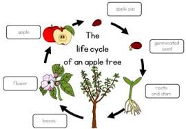 Apple Tree Life Cycle Worksheet Apple Tree Life Cycle Tree Life Cycle Life Cycles
