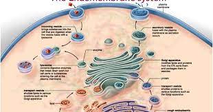 Image Result For Endomembrane System Endomembrane System Biology Notes Cell Biology