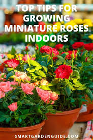 Enjoy beautiful, healthy roses with these easy tips. Growing Miniature Roses Indoors Mini Rose Houseplant Care All You Need To Know About Looking After Miniat Rose Plant Care Indoor Roses Plant House Plant Care