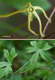 Image result for Trochomeria