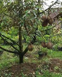 Cara kawin pohon durian musang king & duri hitam, 1 pohon 2 jenis durian. Durian