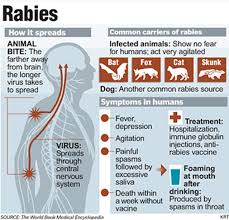But under certain conditions, some organisms may cause disease. Increasing Rabies Cases In Malaysia University Health Centre