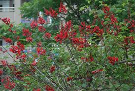Image result for Erythrina orophila