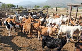 Sheep and Goat Farming | Farmer's Weekly