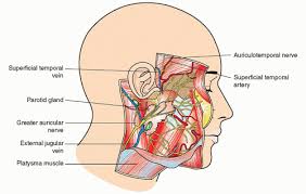 Image result for Ear Nerve Block