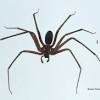 A aranha marrom não costuma atacar seres humano. Https Encrypted Tbn0 Gstatic Com Images Q Tbn And9gcrxxokxzer3flmkgzlxnuvtfd P7ms4d7k697t1pfvazitubnuo Usqp Cau