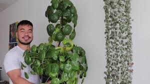 Maybe you would like to learn more about one of these? How To Grow A Giant Pilea Peperomioides Houseplant Care Guide And Tips Youtube