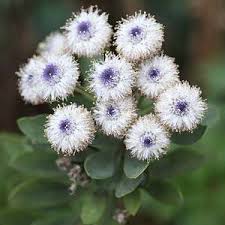 Image result for Scleria globonux