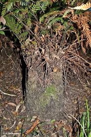 Image result for Todea