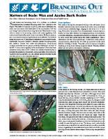 Discovered in 1881, the azalea bark scale, eriococcus azaleas, is a prominent pest of rhododendron, azalea, and huckleberry (vaccinium spp.). Matters Of Scale Wax And Azalea Bark Scales