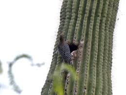 I don't know how they manage to perch themselves against so many spiny needles! Cactus Birds And Boots Lee S Birdwatching Adventures Plus