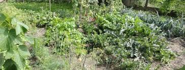 Doch ein selbstversorger garten bietet nicht nur mehrwert für die ganze familie, sondern bedarf einiger vorüberlegungen und planungen. Selbstversorger Garten Anlegen Lagerhaus Thermenland