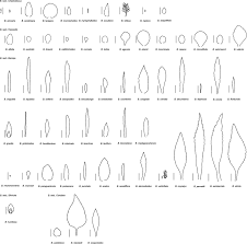 Image result for Bacopa hamiltoniana