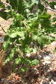 Image result for Pappea capensis