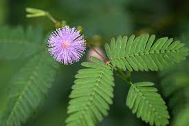 Plant the peat pot directly in the garden. Sensitive Plant Mimosa Pudica Care Growing Guide