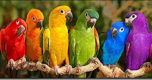 rainbow parrots pet birds rainbow parrot animals beautiful
