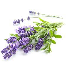 Lavender Essential Oil Organic French Lavender Essential Oil Nature In Bottle