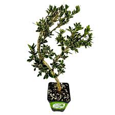 Image result for Serissa japonica